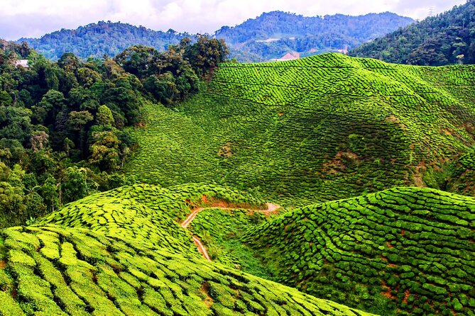 Kuala Lumpur: Cameron Highlands & Batu Caves Private Day Tour - Meeting an Orang Asli community in Brinchang