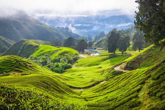 Kuala Lumpur: Cameron Highlands & Batu Caves Private Day Tour - Why the private vehicle changes the value