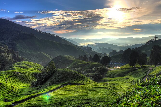 Kuala Lumpur: Cameron Highlands & Batu Caves Private Day Tour - Tea fields at Cameron Bharat Tea Estate