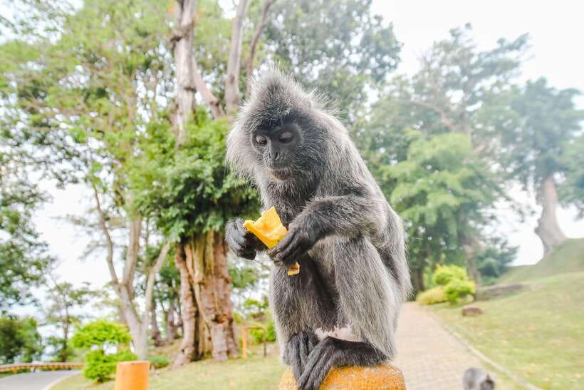 Kuala Lumpur: City Sights, Batu Caves and Fireflies Day Trip - Kuala Lumpur begins with palaces, mosques and colonial buildings