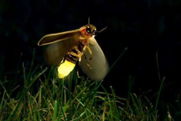 Kuala Lumpur: Fireflies & Blue Tears Tour with Seafood Meal - Five details that make this Kuala Selangor trip different