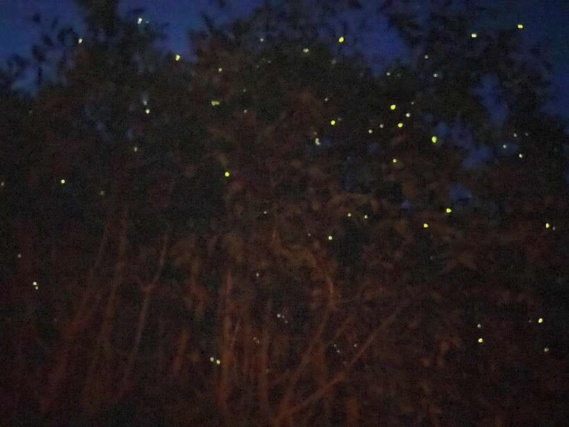 Kuala Lumpur: Kuala Selangor Fireflies and Blue Tears Tour - Quick take: what makes this tour worth your evening