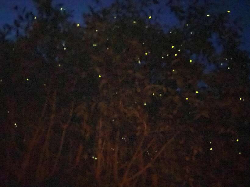 Kuala Lumpur: Kuala Selangor Fireflies and Blue Tears Tour - From Kuala Lumpur to old Kota Melawati