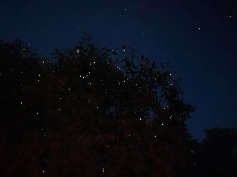 Kuala Lumpur: Kuala Selangor Fireflies and Blue Tears Tour - A riverside dinner with plenty to eat