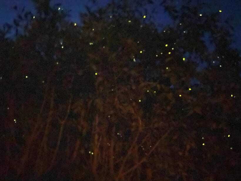 Kuala Lumpur: Kuala Selangor Fireflies and Blue Tears Tour - Guides make the long day easier