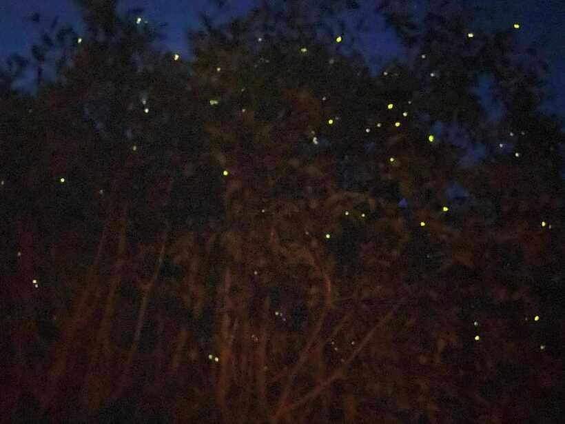 Kuala Lumpur: Kuala Selangor Fireflies and Blue Tears Tour - Weather, insects, and practical comfort