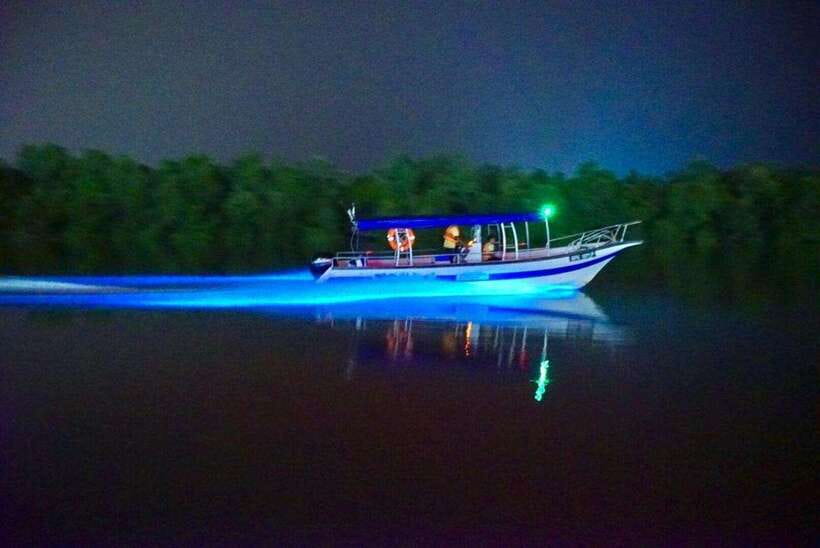 Kuala Lumpur: Kuala Selangor Fireflies and Blue Tears Tour - Monkey encounters at Kuala Selangor