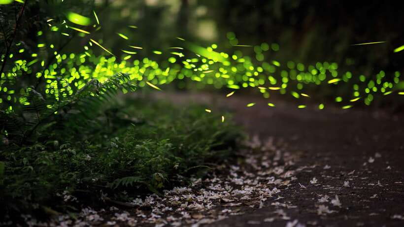 Kuala Lumpur: Kuala Selangor Firefly Tour and Dinner - Why the firefly trip is worth leaving Kuala Lumpur