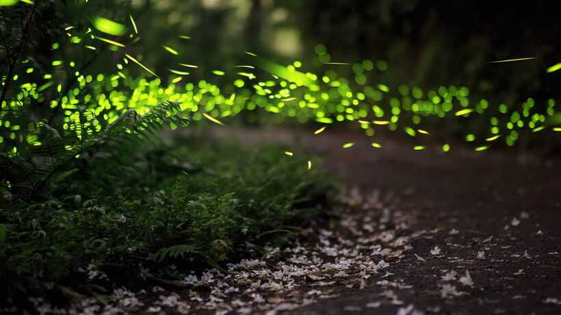 Kuala Lumpur: Kuala Selangor Firefly Tour and Dinner - Seafood dinner near Bukit Melawati