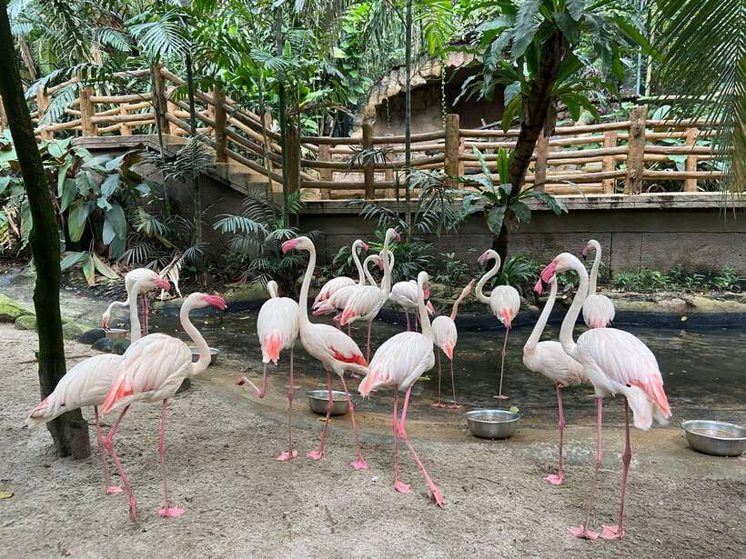 Kuala Lumpur: Sunway Lagoon Ticket & 1-Way Transfer - Key points to know before you book
