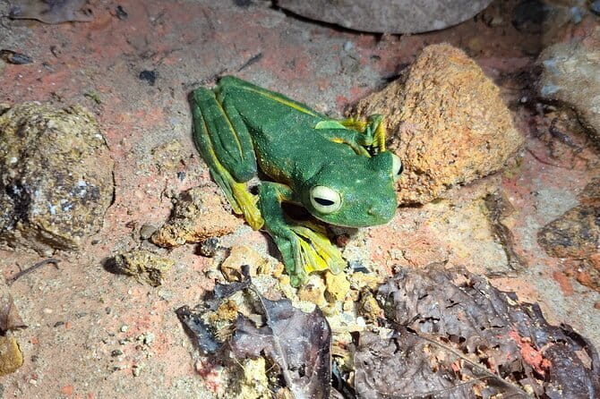 Kubah's Nocturnal Wonders Nighttime Frog Safari - Key things to know before your frog safari