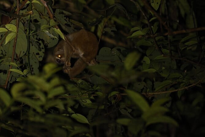 Kubah's Nocturnal Wonders Nighttime Frog Safari - Danny’s role in finding the small stuff