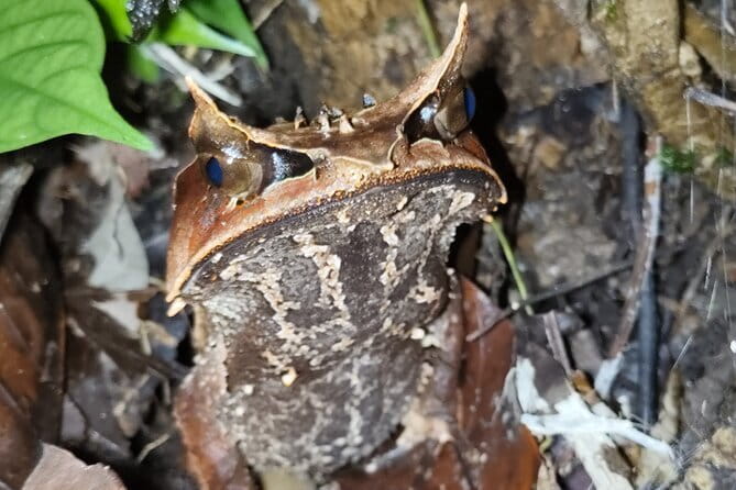 Kubah's Nocturnal Wonders Nighttime Frog Safari - What happens during the two-hour night walk