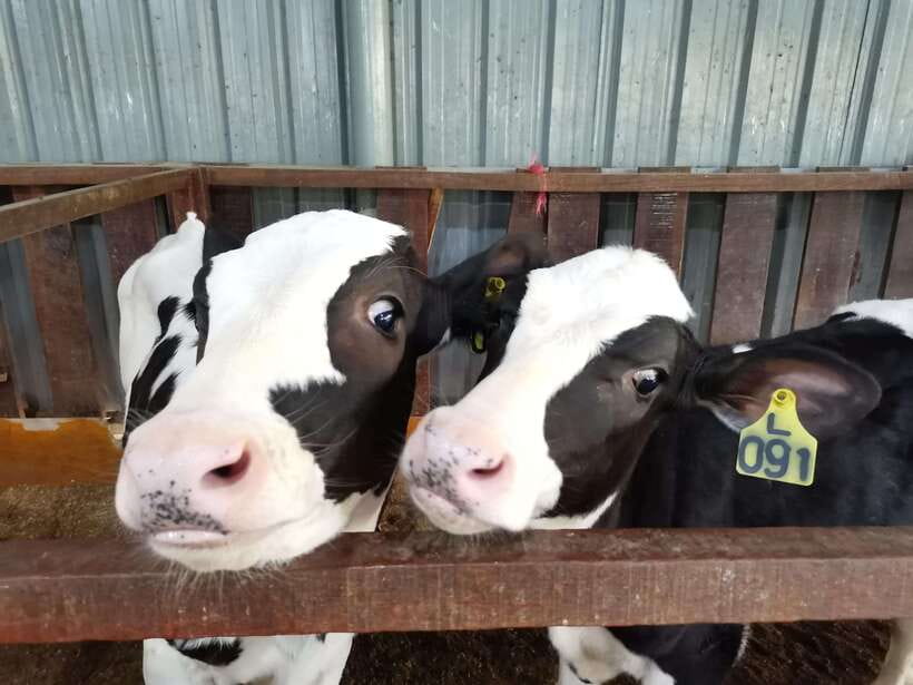 Kundasang : ATV Ride, Dairy Farm Visit & Meal Shared Tour - Five things to know before booking
