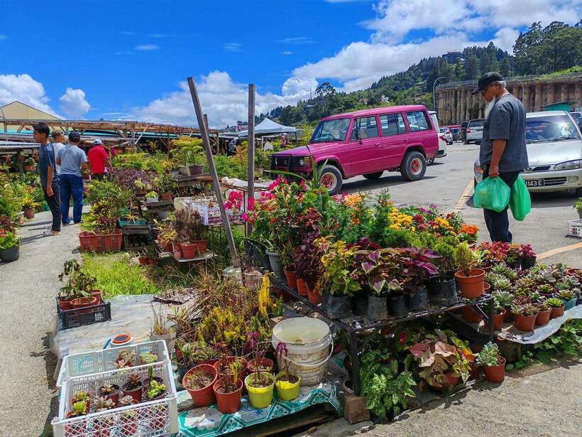 Kundasang : ATV Ride, Dairy Farm Visit & Meal Shared Tour - Lunch at Tropicana Lodge Backpackers and Restaurant