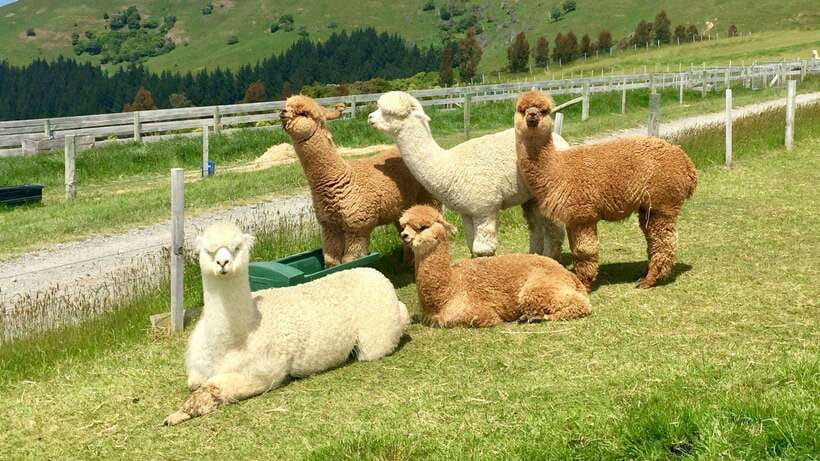 Kundasang: Day Tour with Desa Dairy Farm and Alpaca Club - Leaving Kota Kinabalu for Rumah Terbalik
