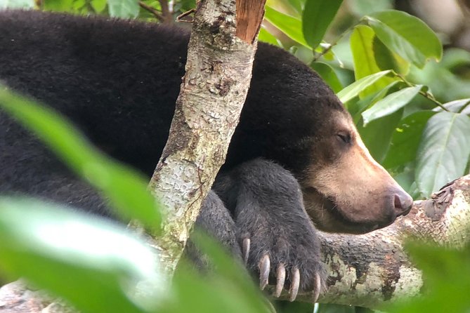 Labuk Proboscis, Sepilok, Sun Bear, Sandakan City Tour & Lunch - Five Sandakan stops in one carefully packed day