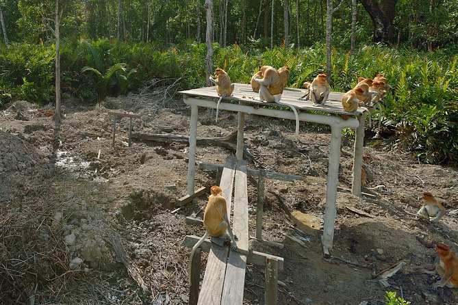 Labuk Proboscis, Sepilok, Sun Bear, Sandakan City Tour & Lunch - Labuk Bay: proboscis monkeys among mangroves