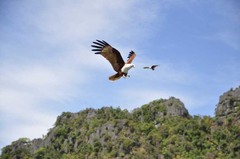 Langkawi: 6-Hour Private Island Highlights Tour - Kilim mangroves and optional boat activities