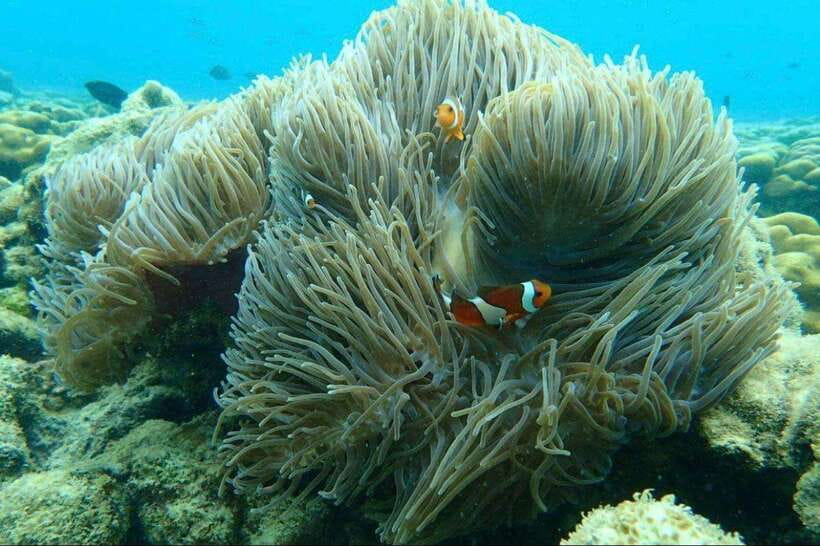 Langkawi: Dangli Island Snorkel and Swim Speedboat Tour - Key points to know before you book