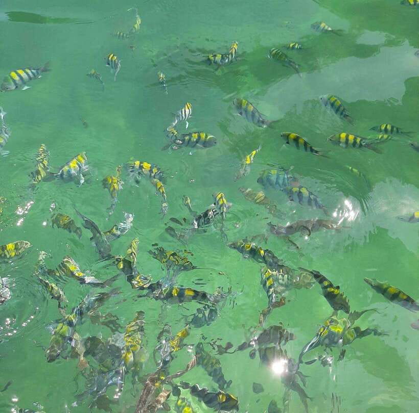 Langkawi: Dangli Island Snorkel and Swim Speedboat Tour - Lunch on the Mangrove River