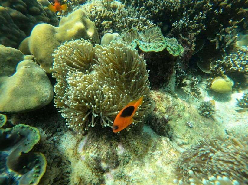 Langkawi: Dangli Island Snorkel and Swim Speedboat Tour - Who Will Enjoy This Tour Most