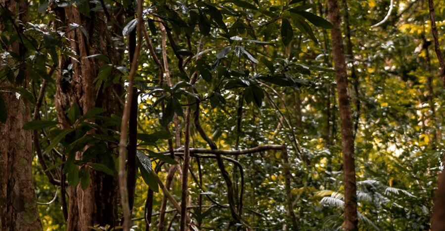 Langkawi: Dream Forest Langkawi Standard Admission Ticket - Canopy walks and jungle adventure claims