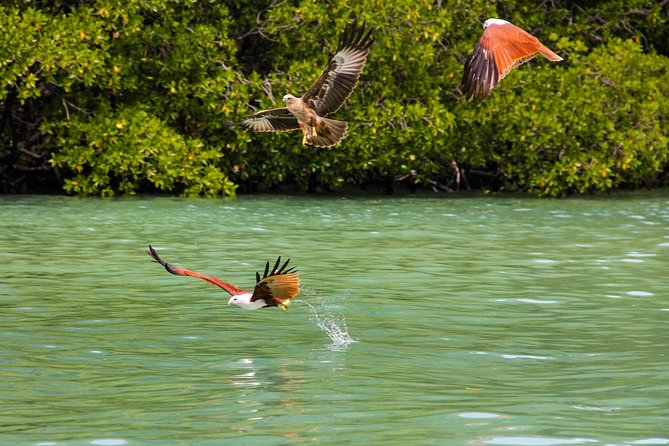 Langkawi Half Day Mangrove Tour - Sharing Basis - What This Langkawi Boat Trip Actually Covers