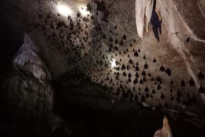 Langkawi Half Day Mangrove Tour - Sharing Basis - Inside Bat Cave