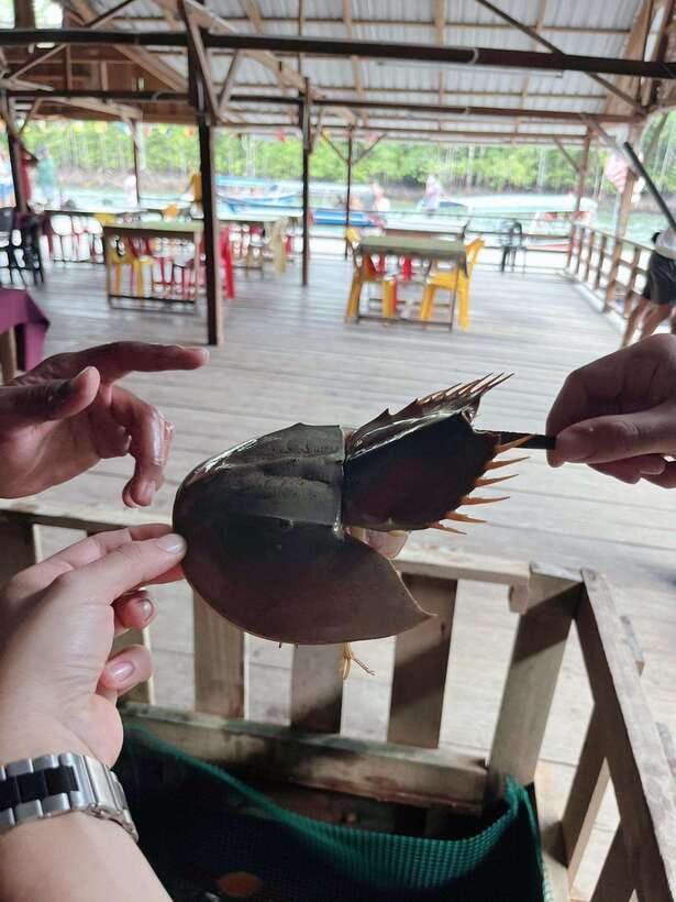 Langkawi: Half-Day Private Kilim River Mangrove Boat Tour - Pantai Pasir Panjang and Dangli Island
