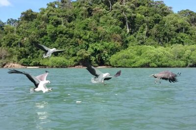 Langkawi Island Hopping Boat Tour with Return Transfer