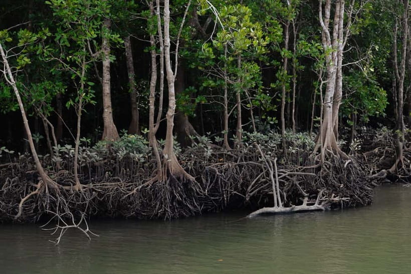 Langkawi: Kilim Geopark Mangrove Tour with Eagle Watching - Why Kilim Geopark works so well by boat