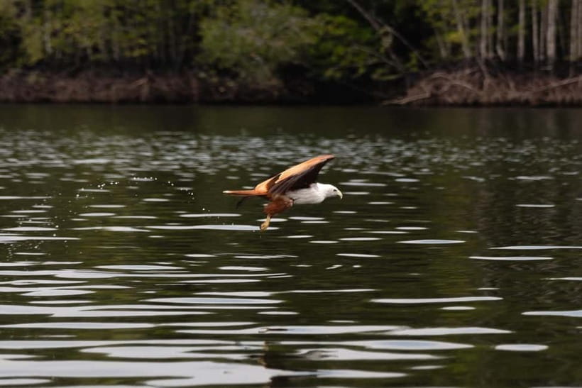 Langkawi: Kilim Geopark Mangrove Tour with Eagle Watching - The mangrove river cruise