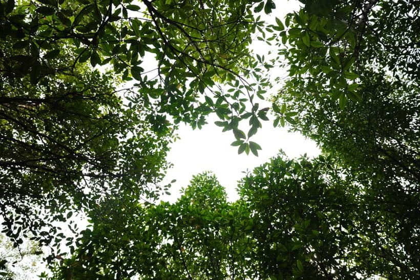 Langkawi: Kilim Geopark Mangrove Tour with Eagle Watching - Monkey watching along the river