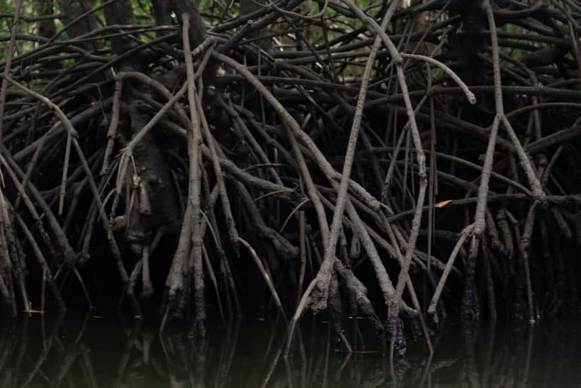 Langkawi: Kilim Geopark Mangrove Tour with Eagle Watching - Eagle watching from a moving boat