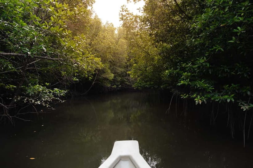 Langkawi: Kilim Geopark Mangrove Tour with Eagle Watching - Crocodile Cave and Bat Cave