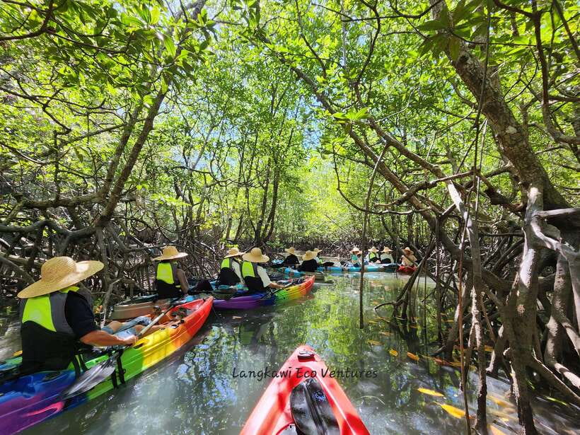 Langkawi : Kilim Mangrove Boat & Fun Kayak Tour with Lunch - Starting at the Kilim Geoforest Park food court