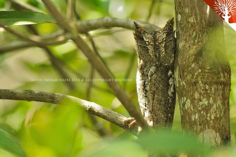 Langkawi: Kilim Mangrove Boat Tour with Lunch and Pickup - What the $47 price gets you