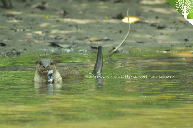 Langkawi: Kilim Mangrove Boat Tour with Lunch and Pickup - Safety briefing and boarding at the park