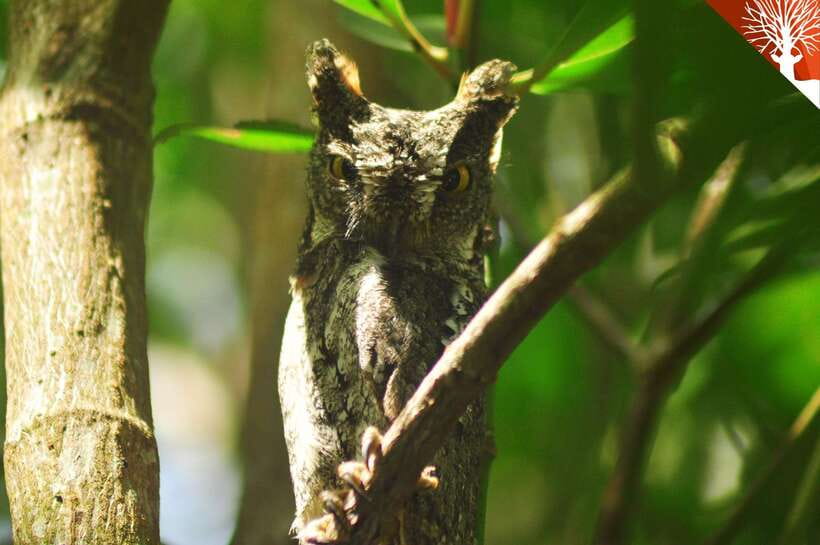 Langkawi: Kilim Mangrove Boat Tour with Lunch and Pickup - The floating restaurant and lunch