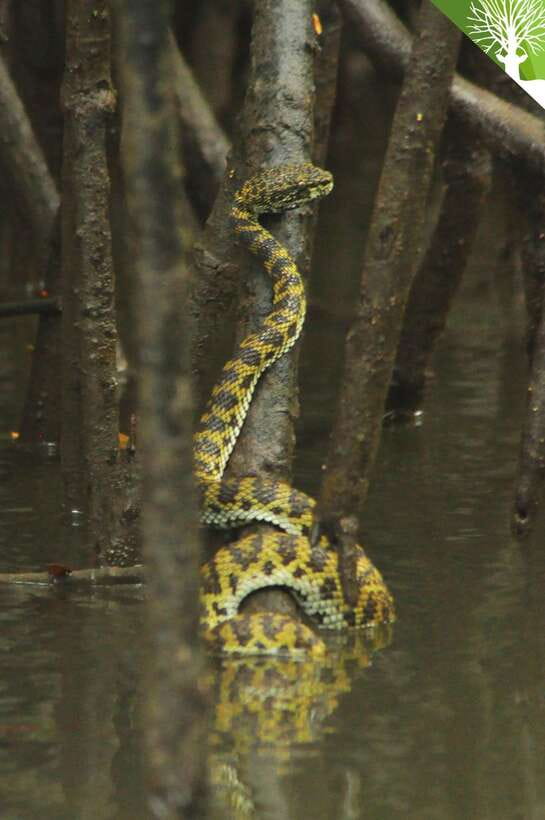 Langkawi: Kilim River Mangrove Safari Kayaking Tour - The tidal route changes the shape of the day