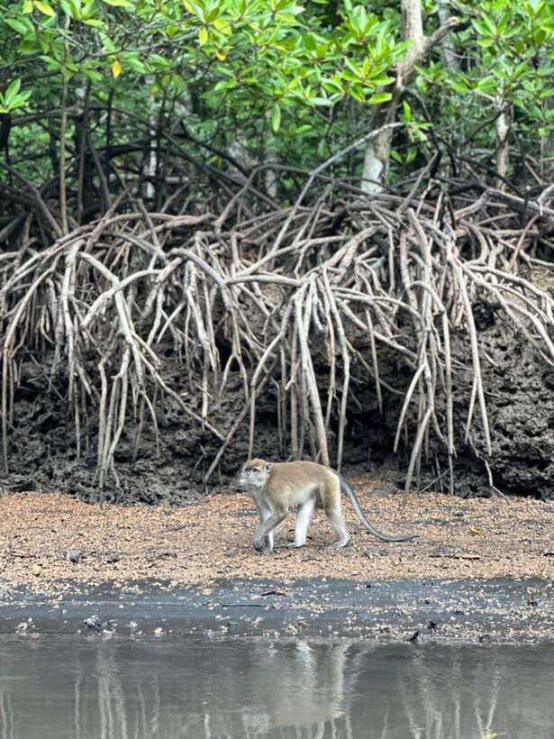 Langkawi Mangrove Monkey Package - Eagle watching over the water