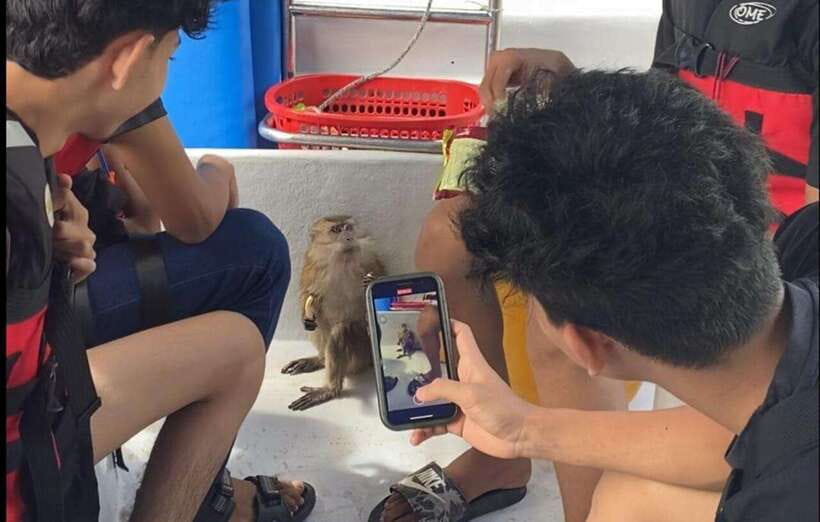 Langkawi Mangrove Monkey Package - Inside Bat Cave for RM 3