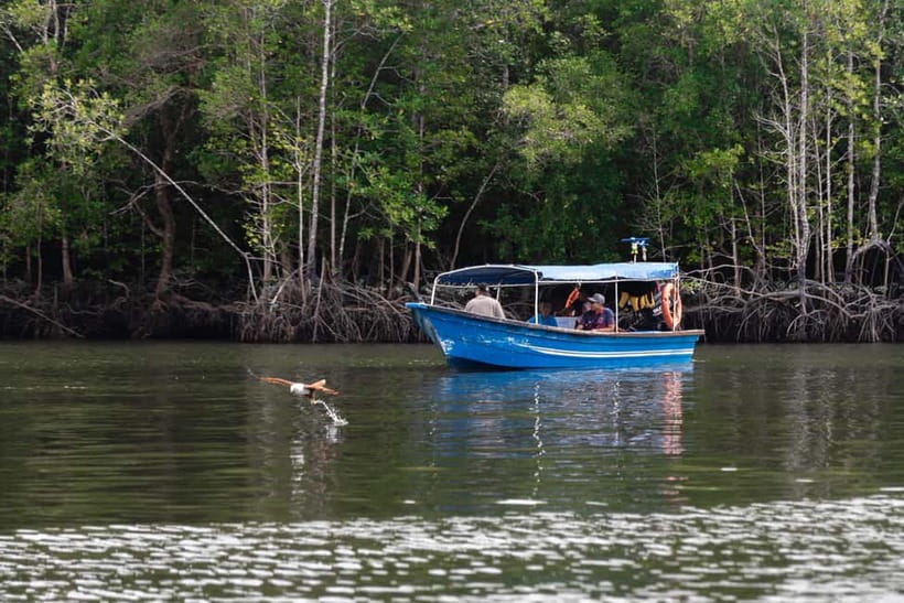 Langkawi: Mangrove River Cruise Sharing 3 Hours - Why this three-hour cruise is worth your time
