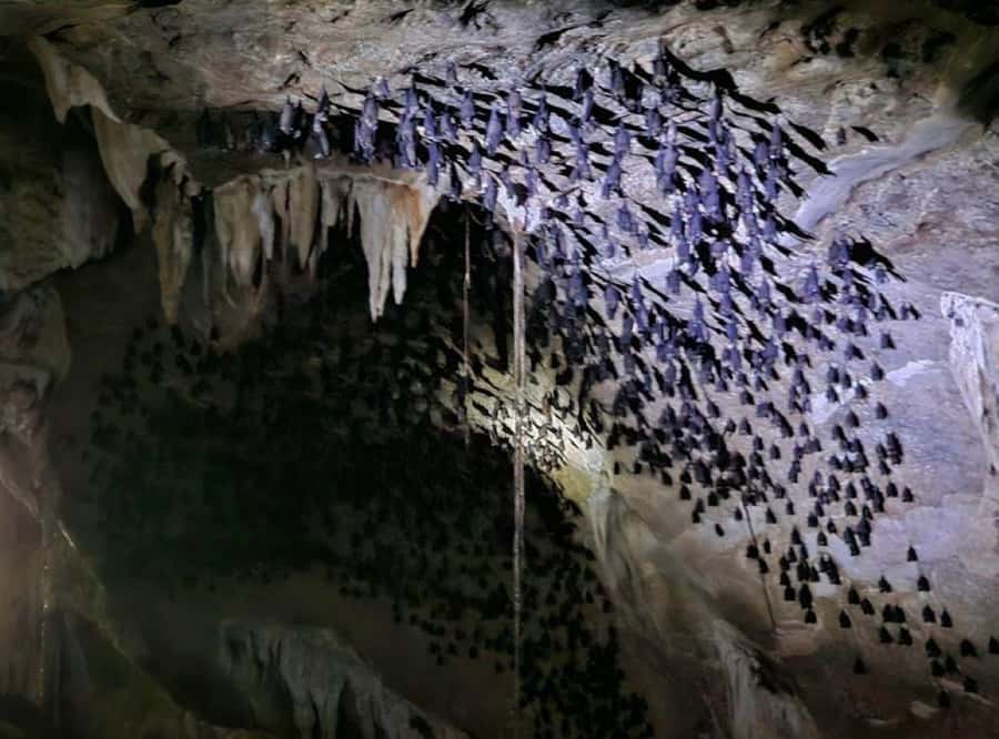 Langkawi Mangrove Tour : Estimated 3 hours Lunch Available - Bat Cave and the importance of tide conditions