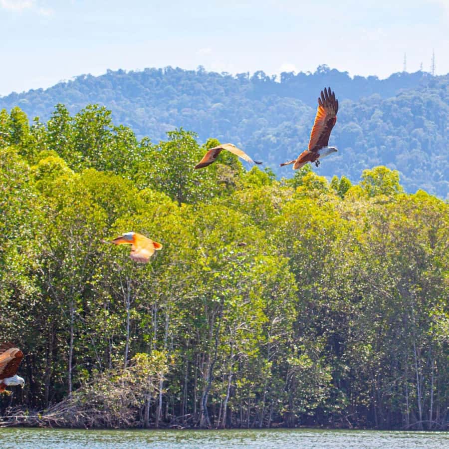 Langkawi Mangrove Tour : Estimated 3 hours Lunch Available - Open water, Shoes Island, and photo stops