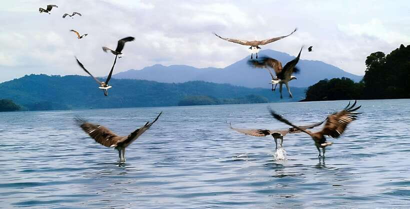 Langkawi: Mangrove Tour with Kilim Geoforest Park & Bat Cave - The fish farm and Tanjung Rhu stop