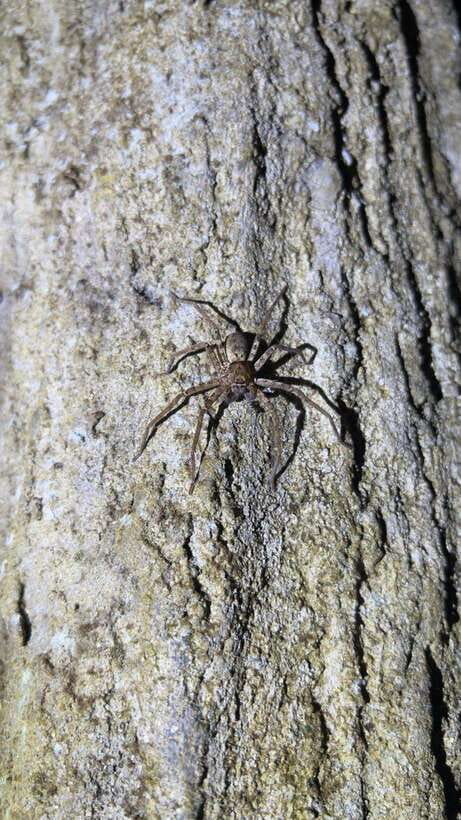 Langkawi: Nighttime Rainforest Tour with Nature Guide - The sunset stop on Langkawi’s highest peak