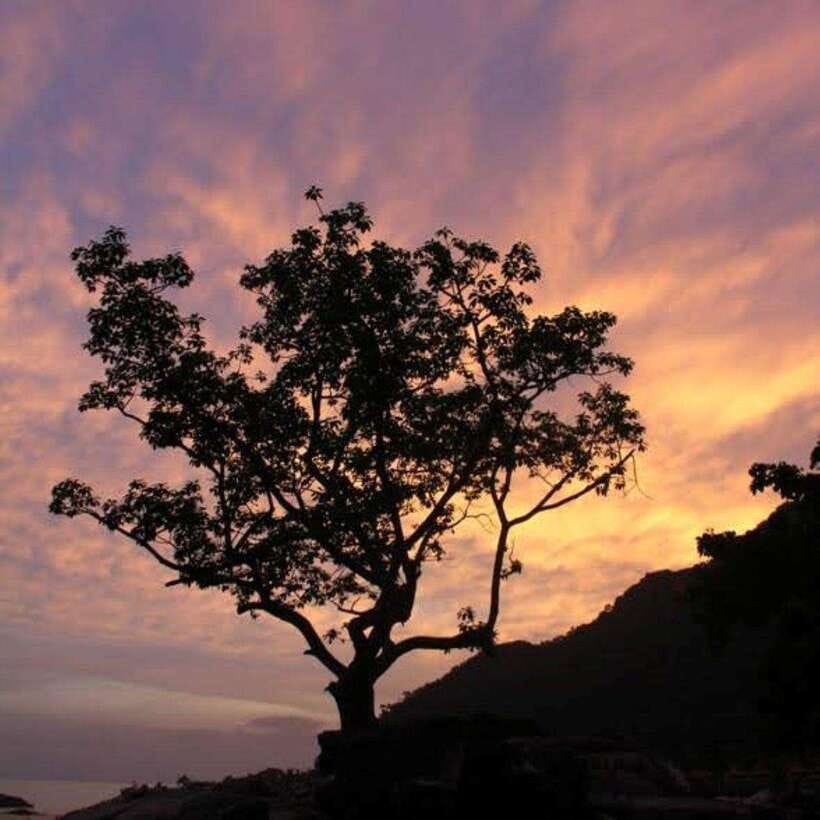 Langkawi: Nighttime Rainforest Tour with Nature Guide - Birdwatching before the light goes