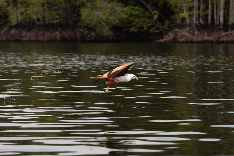 Langkawi Royal Mangrove Tour with Snorkeling Package - Through Langkawi’s Mangrove Waterways